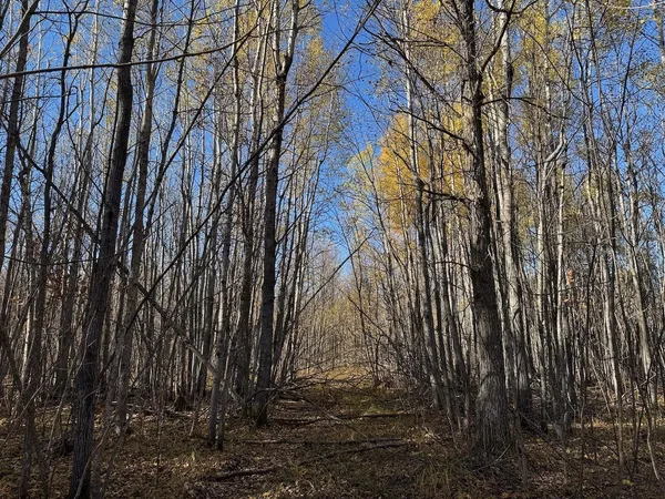 $195,000 | Tbd Spangrud Court Northeast, Kelliher, MN 56650