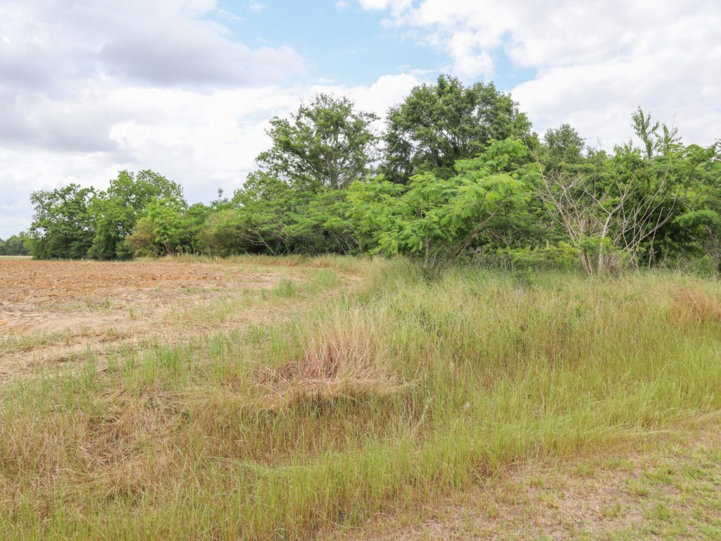 -36 Acres Rice Road Dothan, AL 36301 - Photo 4 of 6