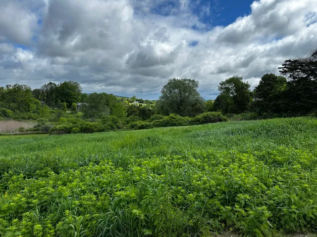 a view of a big yard with plants and a big yard