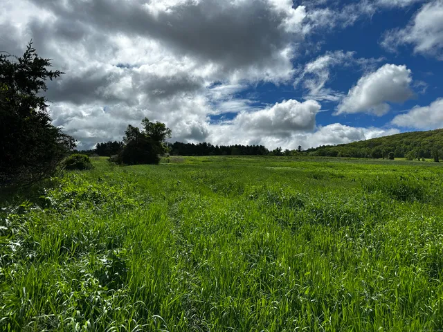 a view of a big yard with lots of green space and mountain view in back