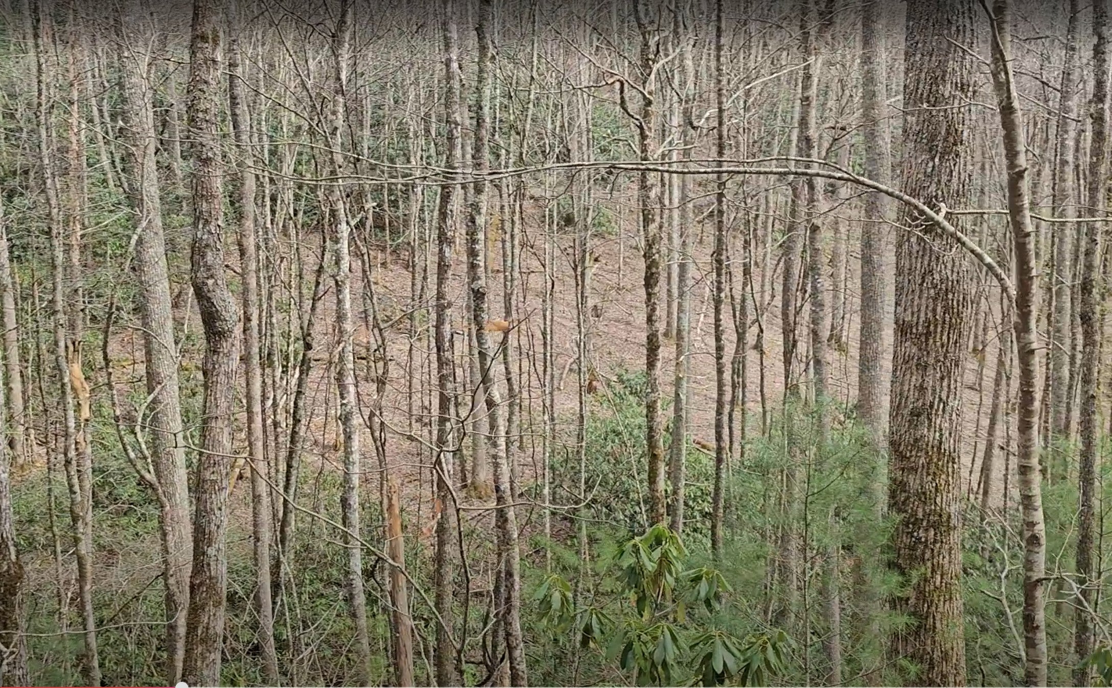 0 Falls Road Scaly Mountain, NC 28775 - Photo 7 of 23 Gallery Image 7