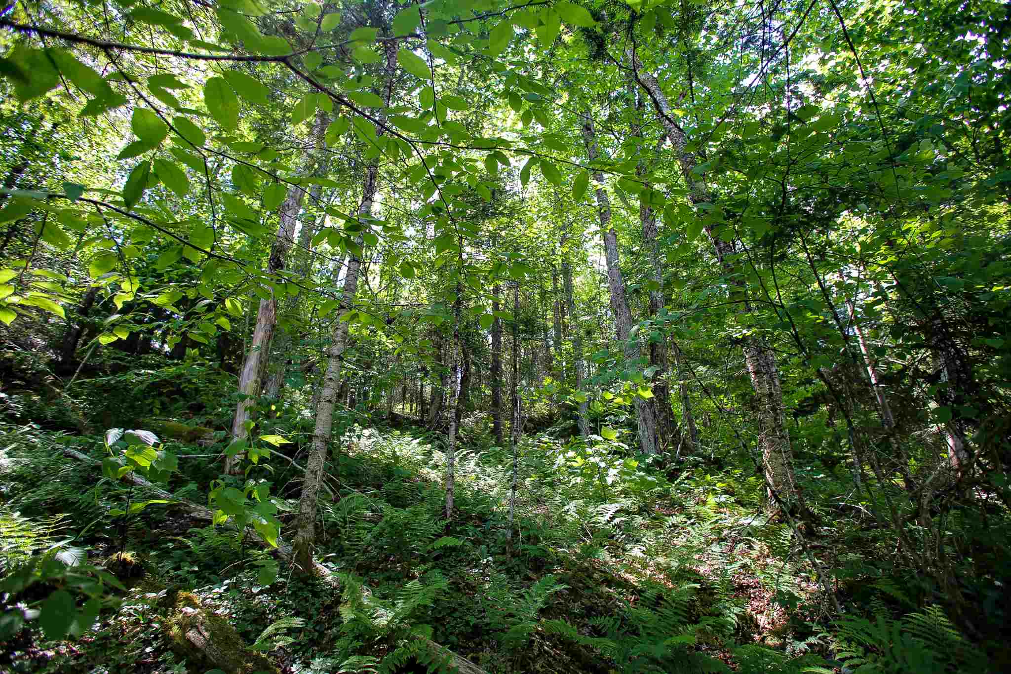 1655 Eagle Ledge Road Wolcott, VT 05680 - Photo 22 of 37