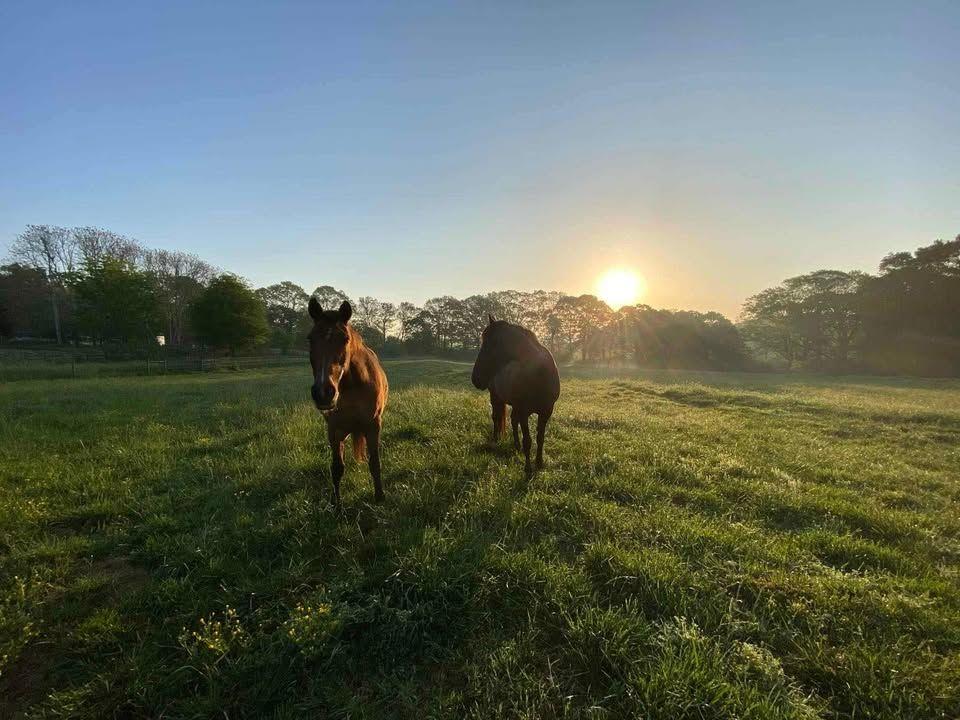 4005 South Apple Valley Road Commerce, GA 30529 - Photo 6 of 17 a view of a garden