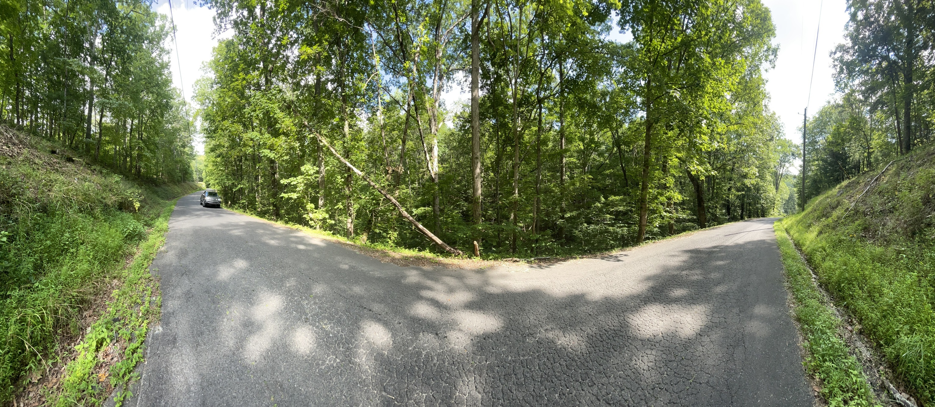a view of a forest with a tree