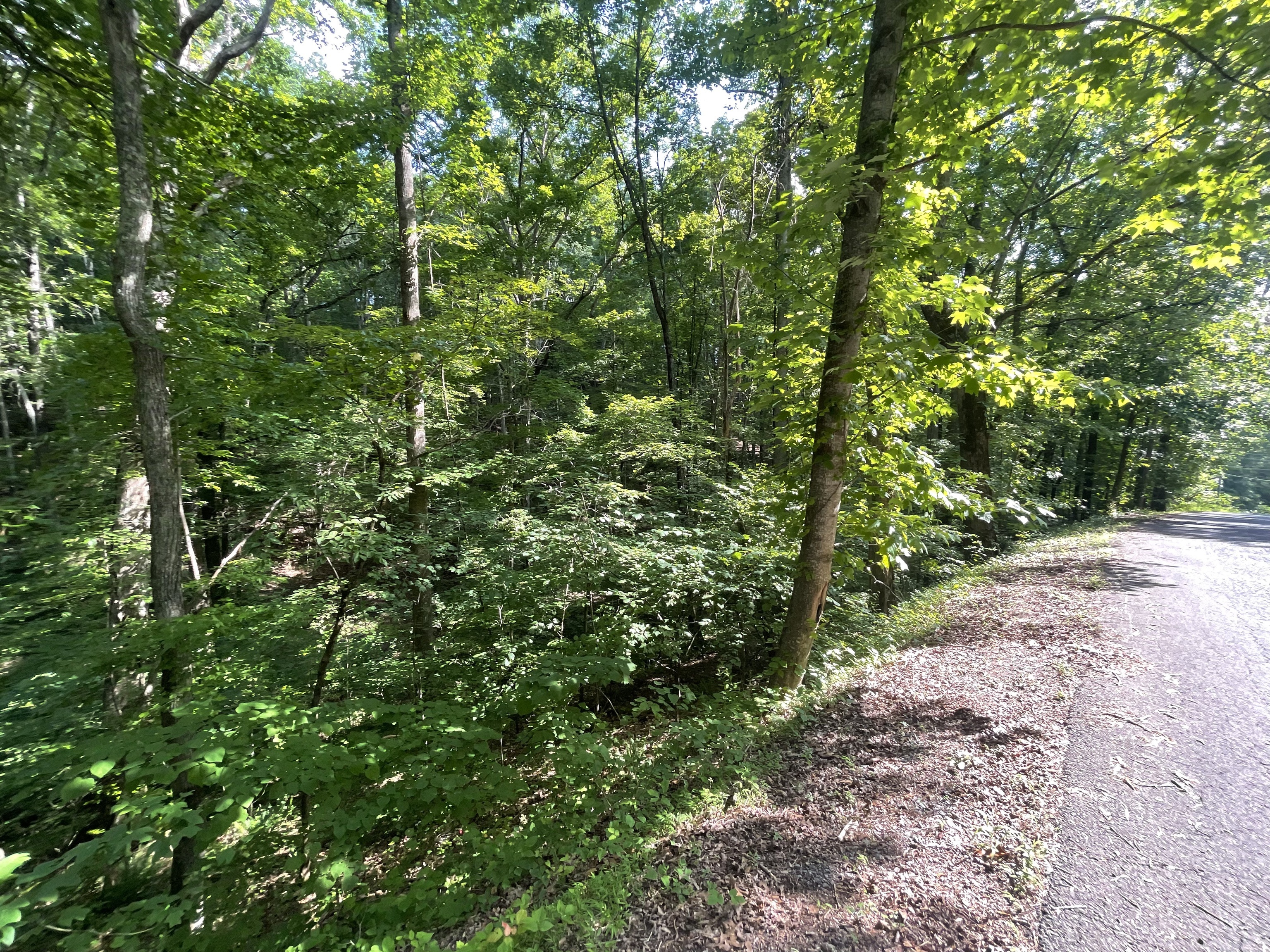 92 Muslin Drive Northeast Ranger, GA 30734 - Photo 2 of 34 a view of a yard with plants and large trees