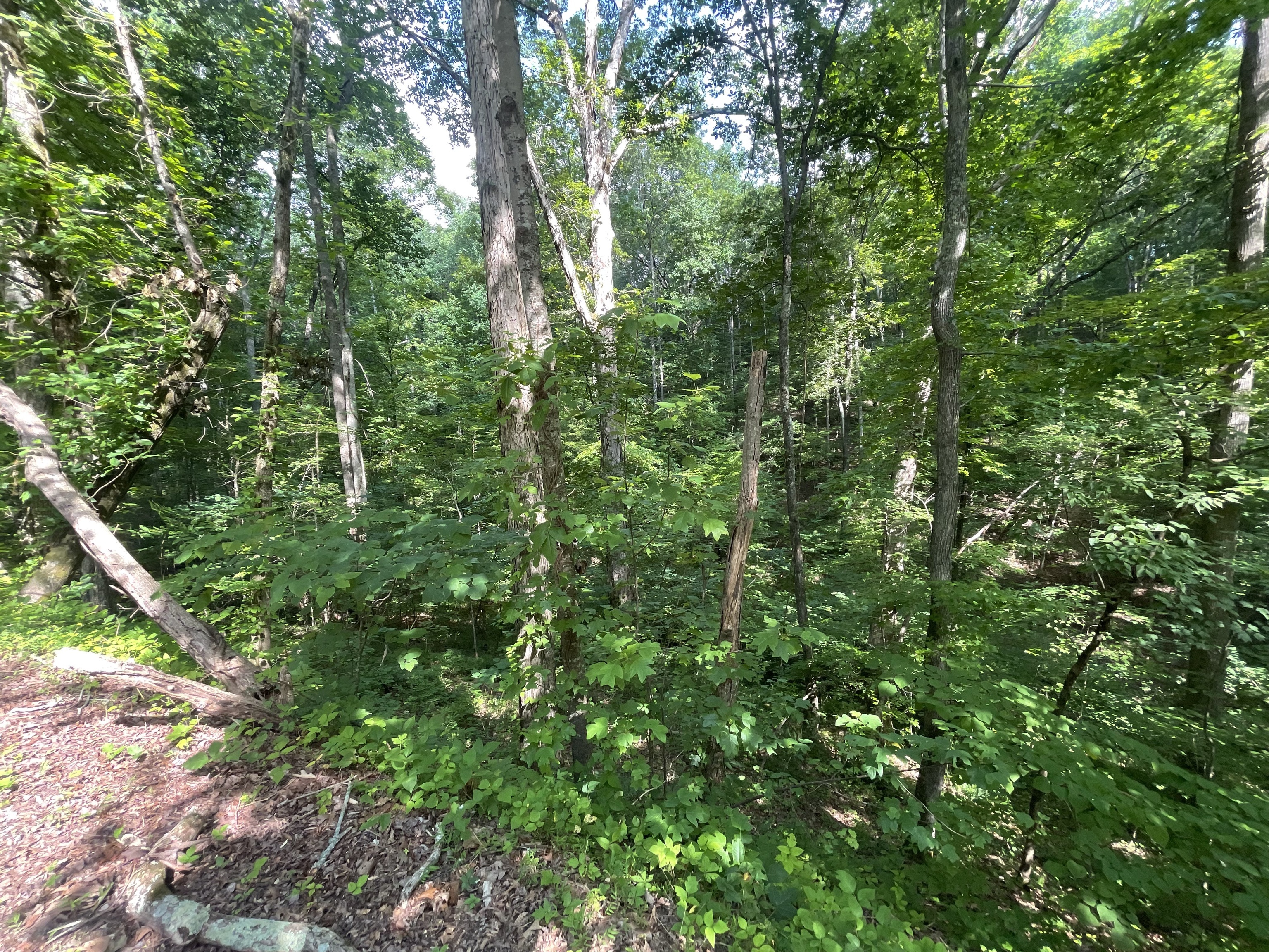 92 Muslin Drive Northeast Ranger, GA 30734 - Photo 3 of 34 a view of a lush green forest