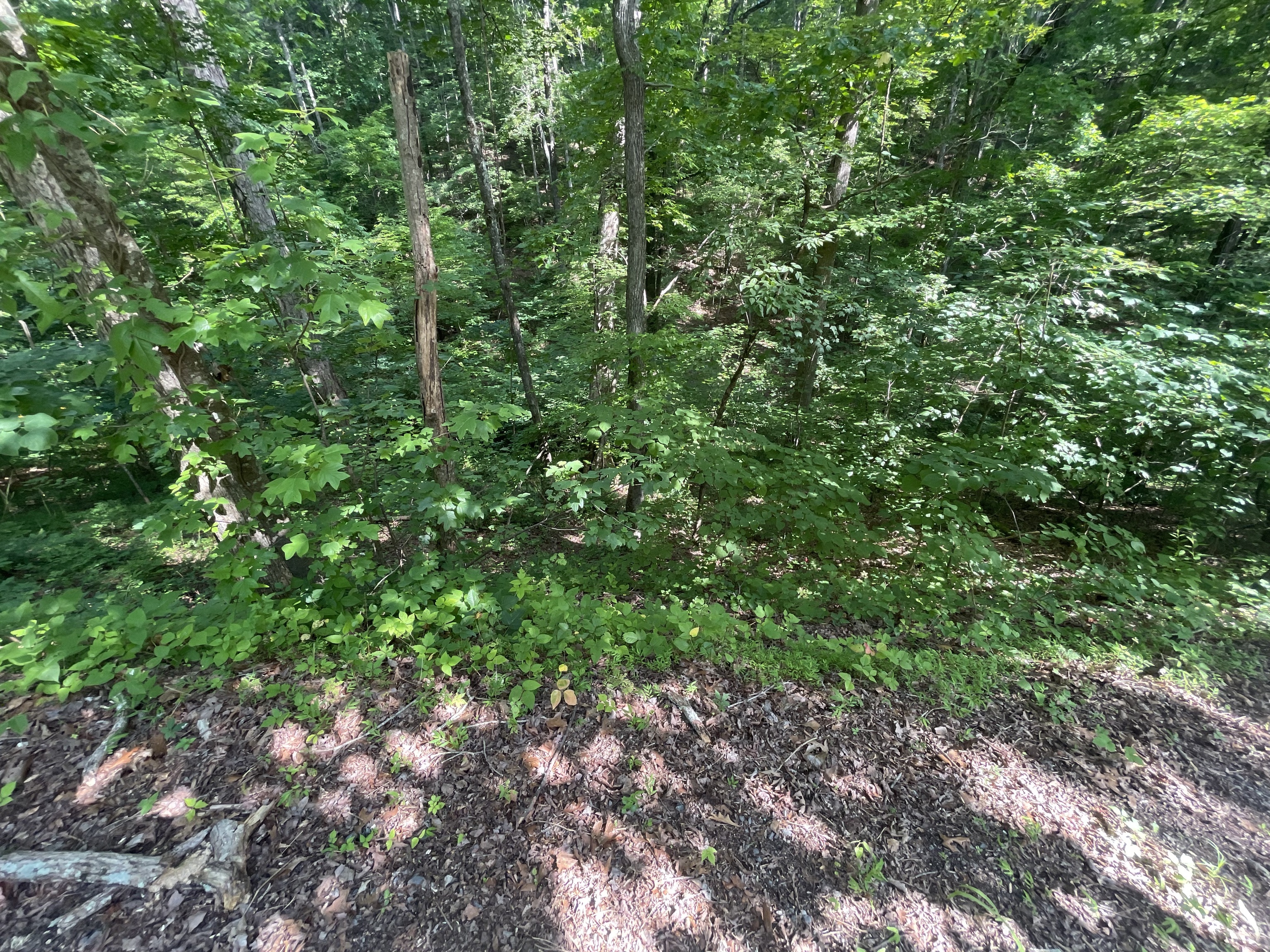92 Muslin Drive Northeast Ranger, GA 30734 - Photo 5 of 34 a view of a large yard with lots of green bushes