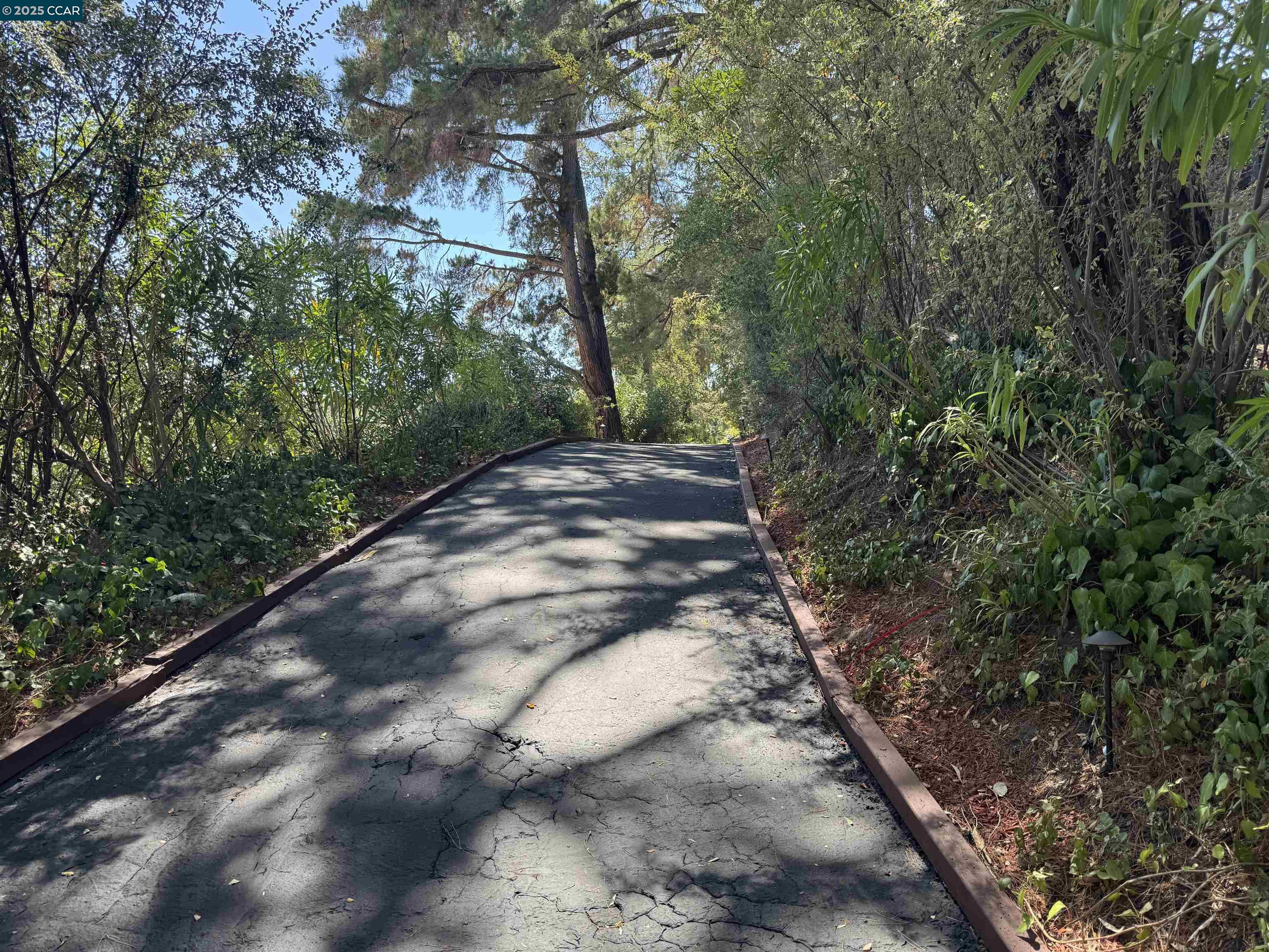 919 Janet Lane Lafayette, CA 94549 - Photo 29 of 29 a view of a yard with plants and trees