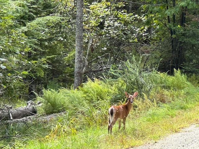 M4-l12.30b McCarty Cove Road Westport Island, ME 04578 - Photo 2 of 37 IMG_2914