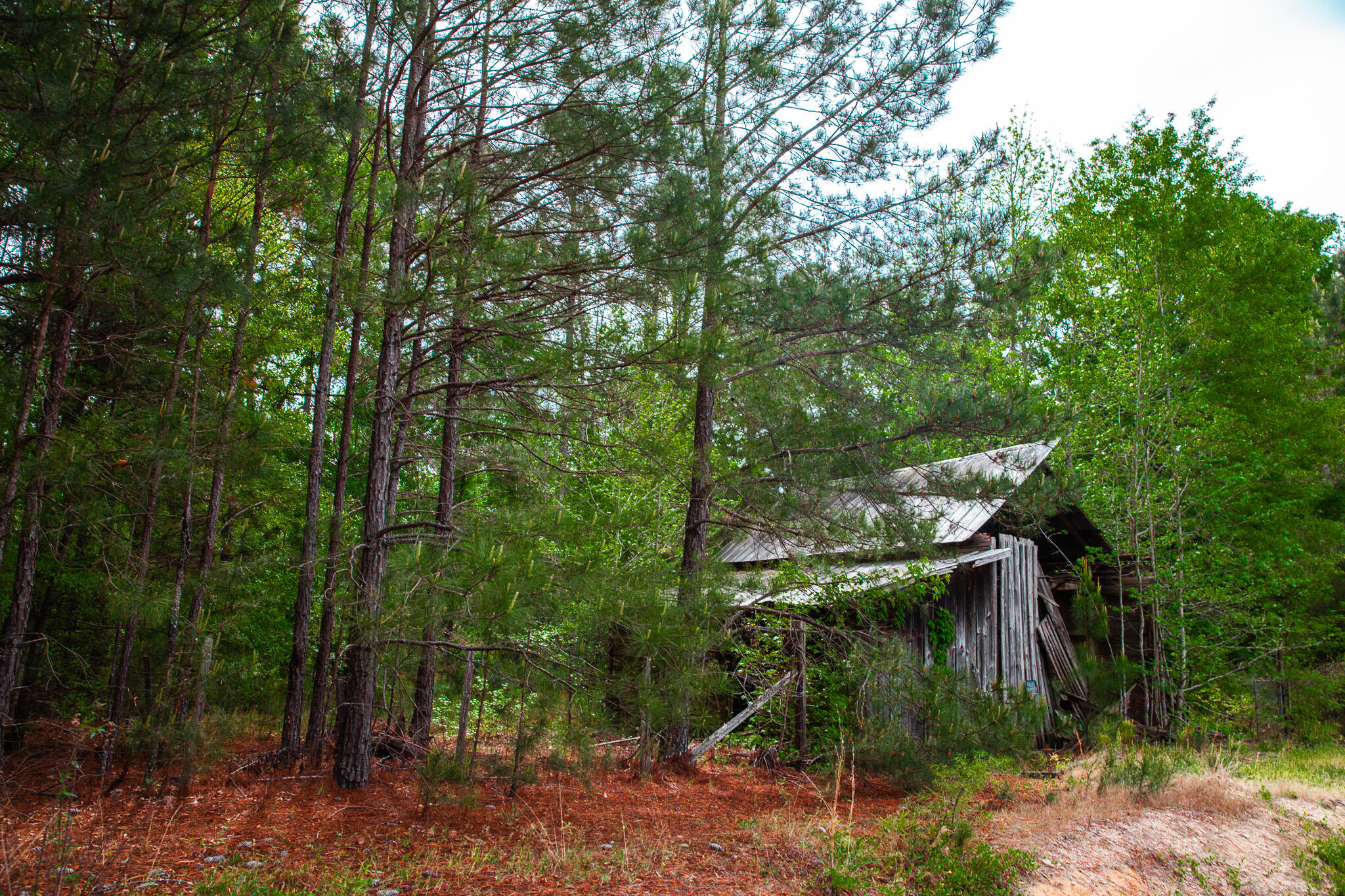 1223 Appling Harlem Road Harlem, GA 30814 - Photo 4 of 11 IMG_5290