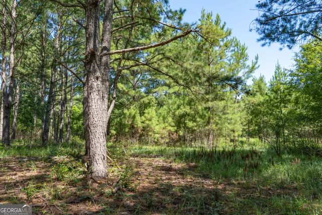 a view of a field with a big yard