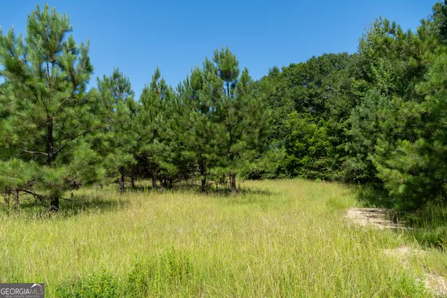 a view of a lush green forest