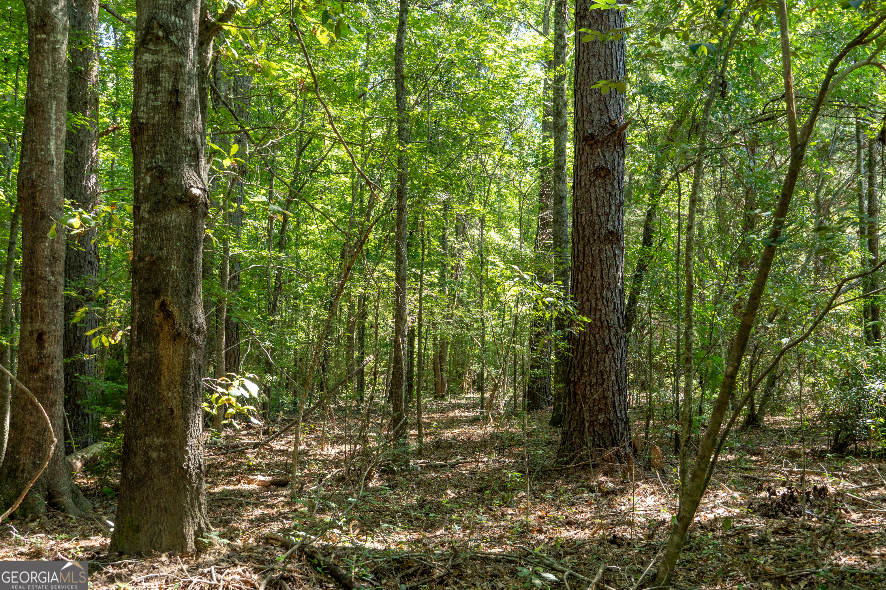 0 Plantation Road Warner Robins, GA 31093 - Photo 5 of 22 a view of forest