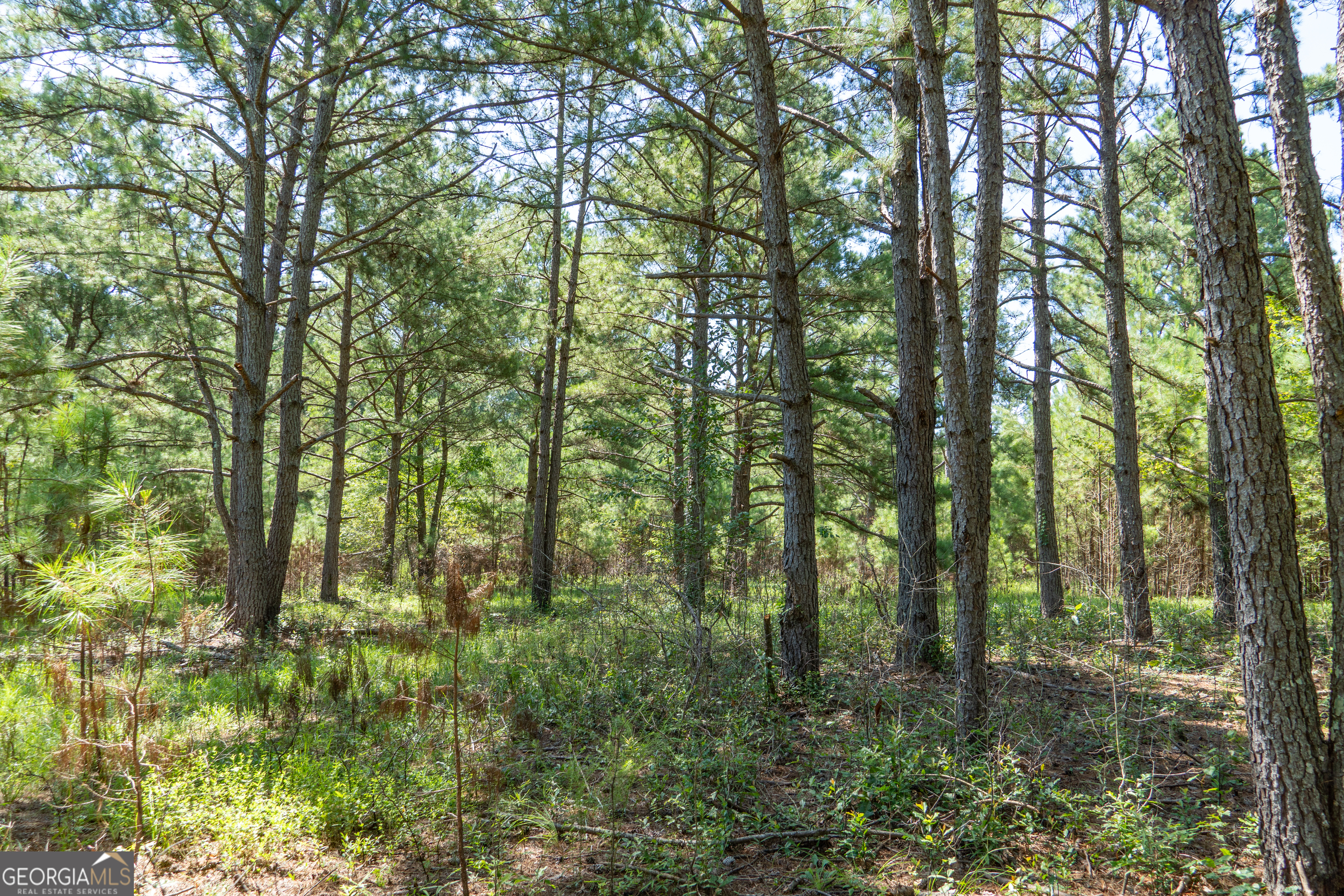 0 Plantation Road Warner Robins, GA 31093 - Photo 6 of 22 a view of forest
