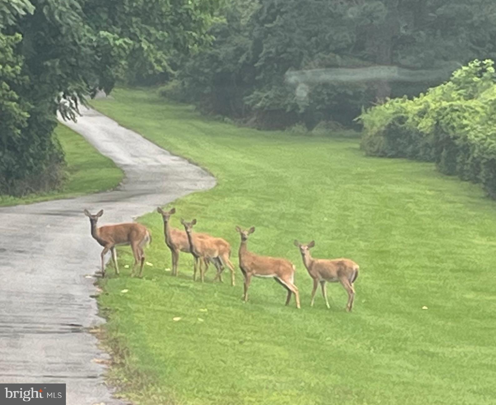 750 Cassidy Wharf Road Earleville, MD 21919 - Photo 134 of 143 Driveway
