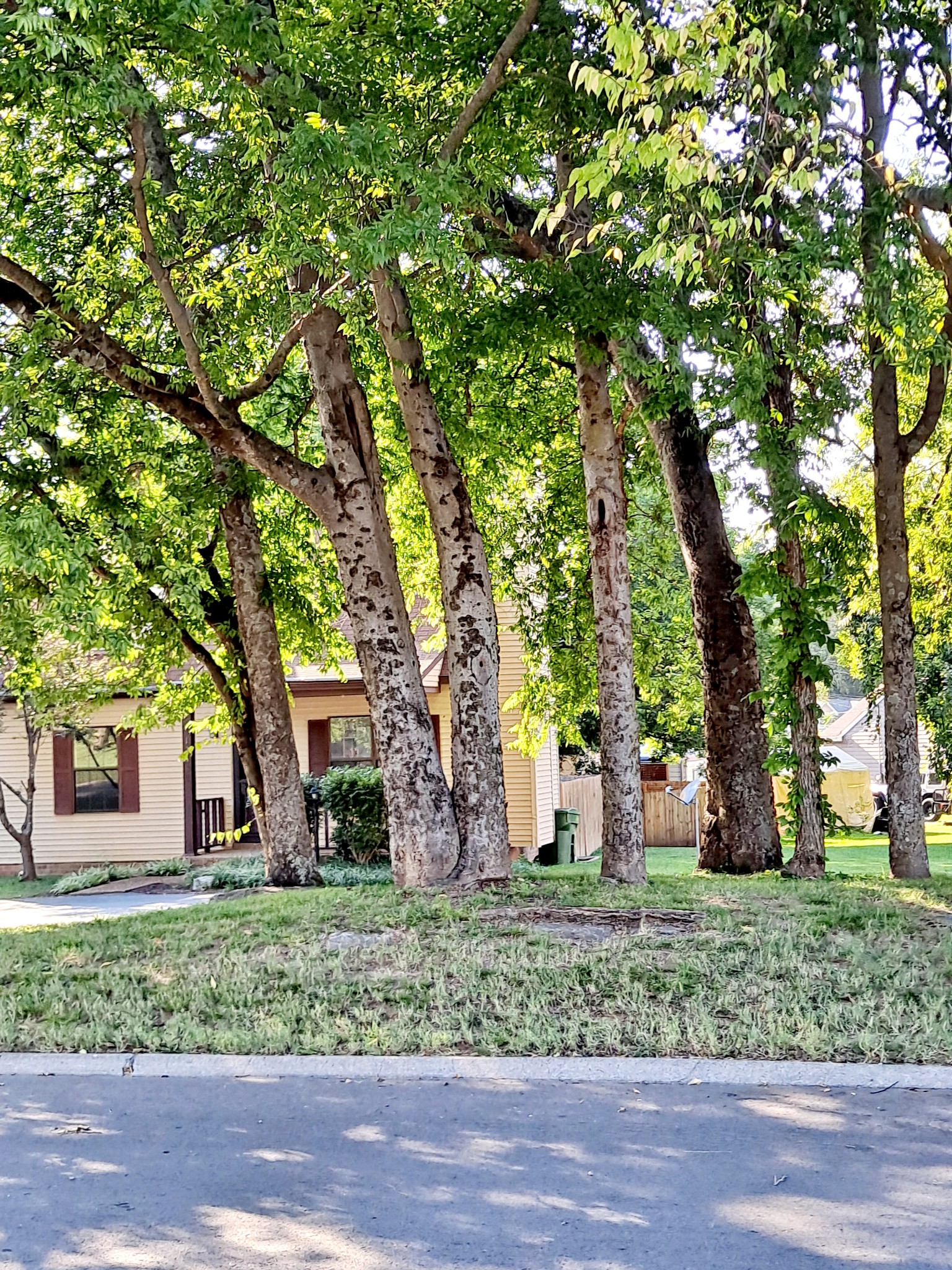 1228 Quail Road Nashville, TN 37214 - Photo 23 of 23 a backyard of a house with lots of green space