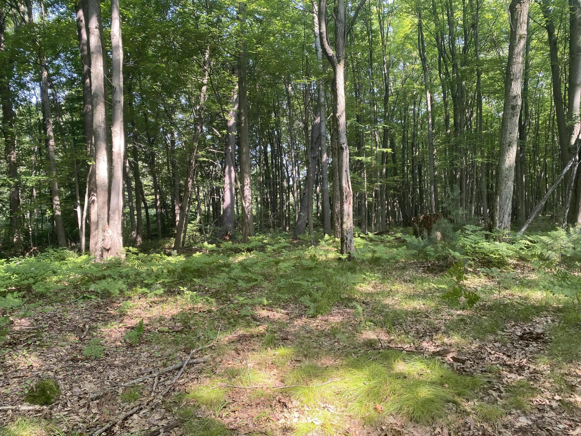 21867 Pierson Road Pierson, MI 49339 - Photo 4 of 9 EF9B82FD-249B-499B-A764-EE0AE53FE9E6