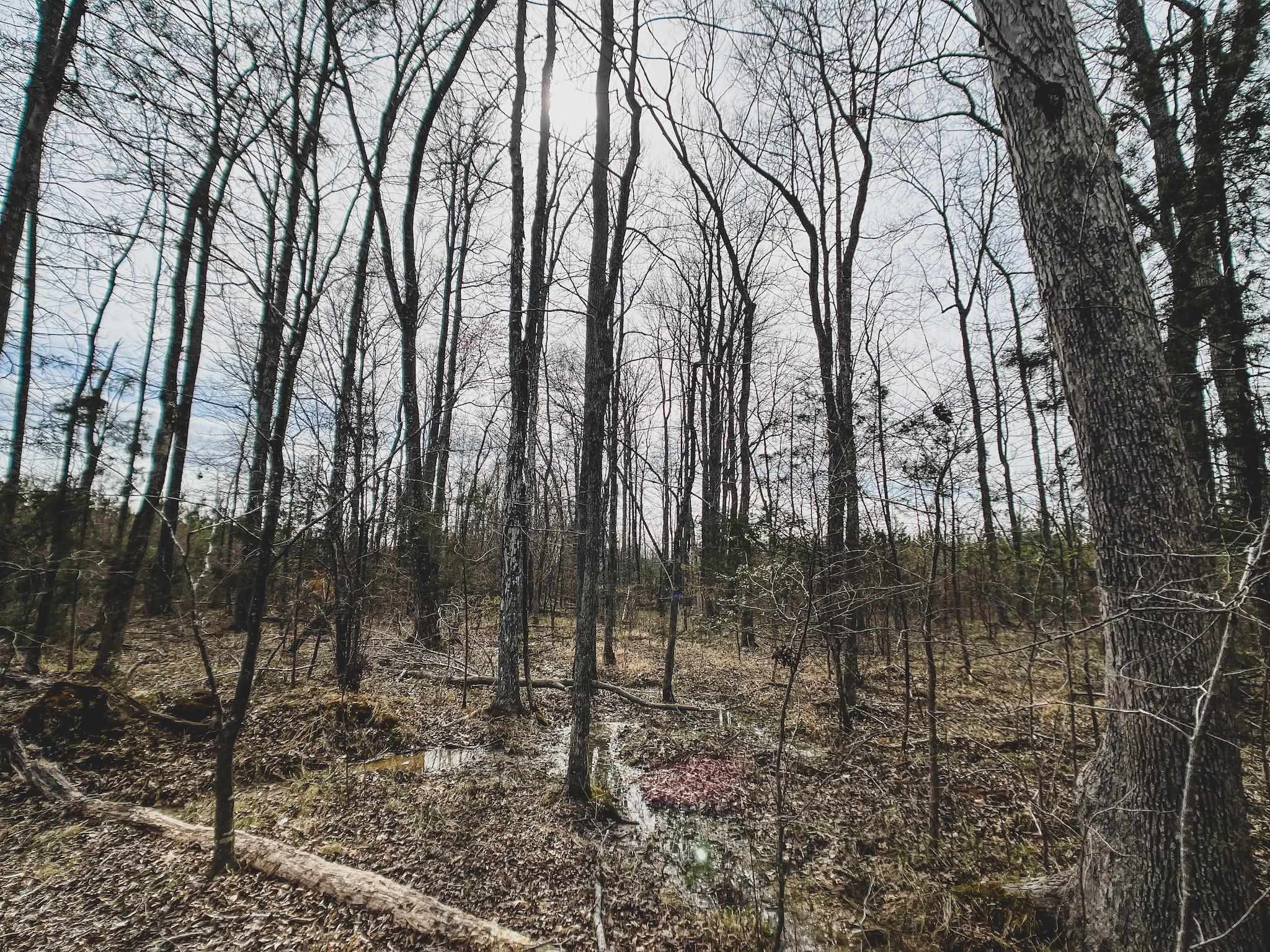 103-ac Pulliam-Tingen Mine Road Roxboro, NC 27574 - Photo 27 of 30 Photo 27