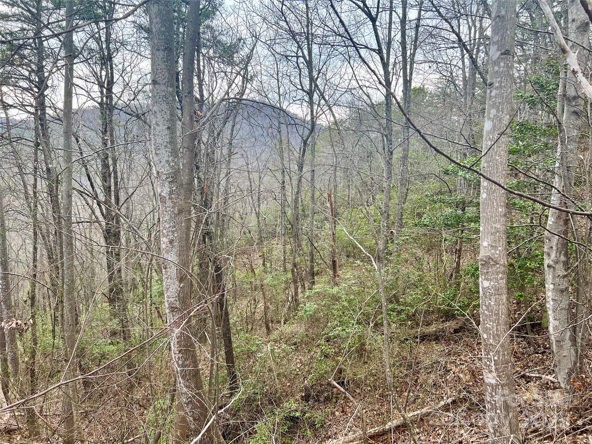 0 Whisnant Road, Unit 7 Lenoir, NC 28645 - Photo 5 of 14 a view of a yard with large trees