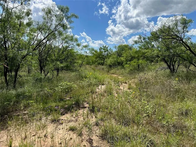 a view of a bunch of trees