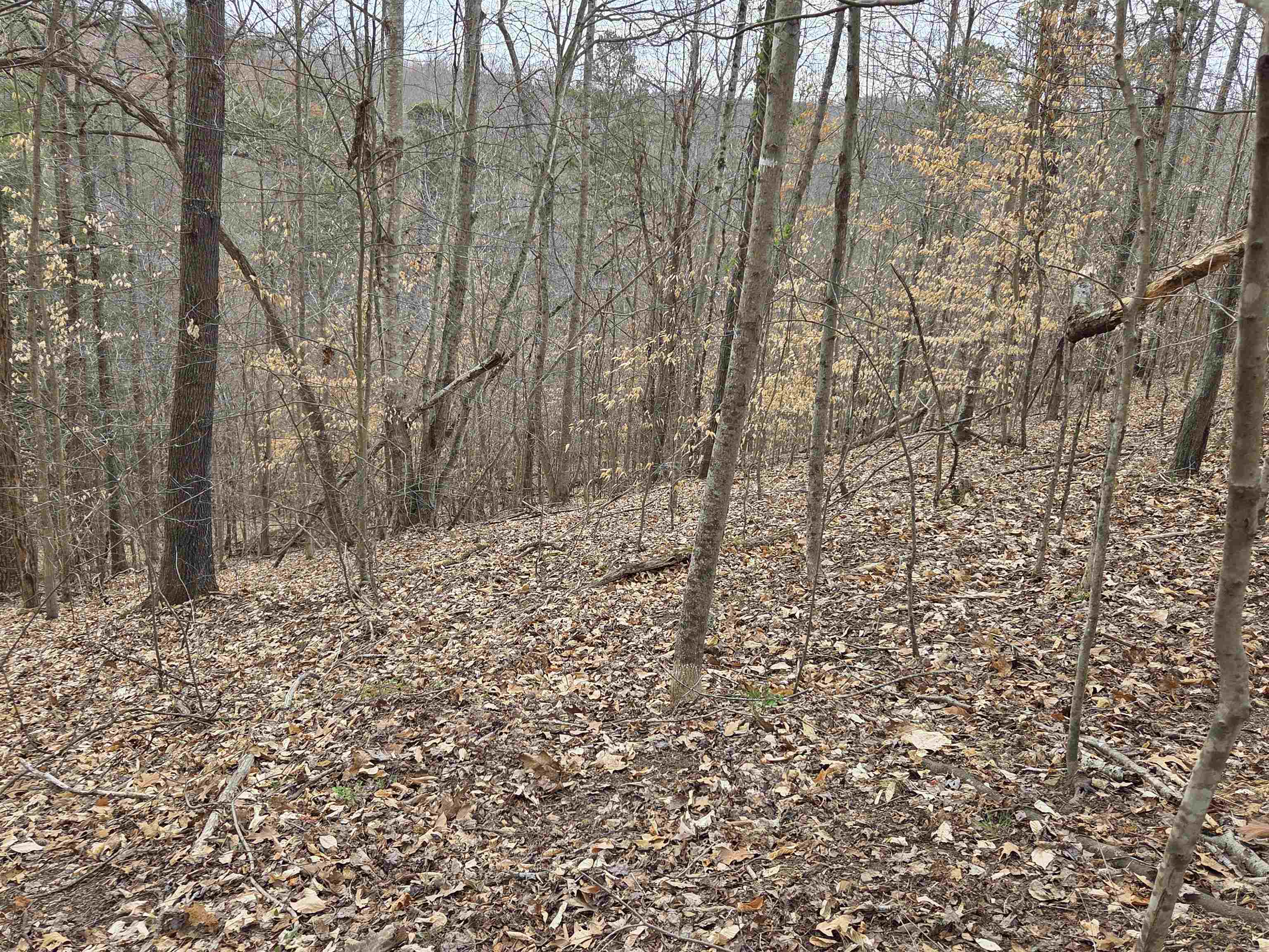 Kiser Fork Road Olive Hill, KY 41164 - Photo 46 of 46 Gallery Image 46