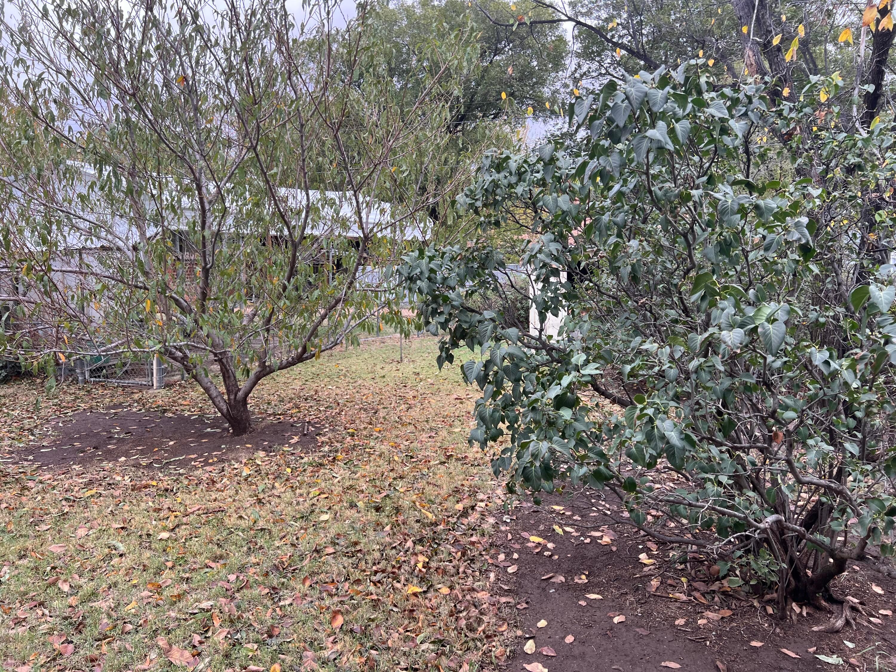 403 Cherry Street Claude, TX 79019 - Photo 67 of 110 a view of tree