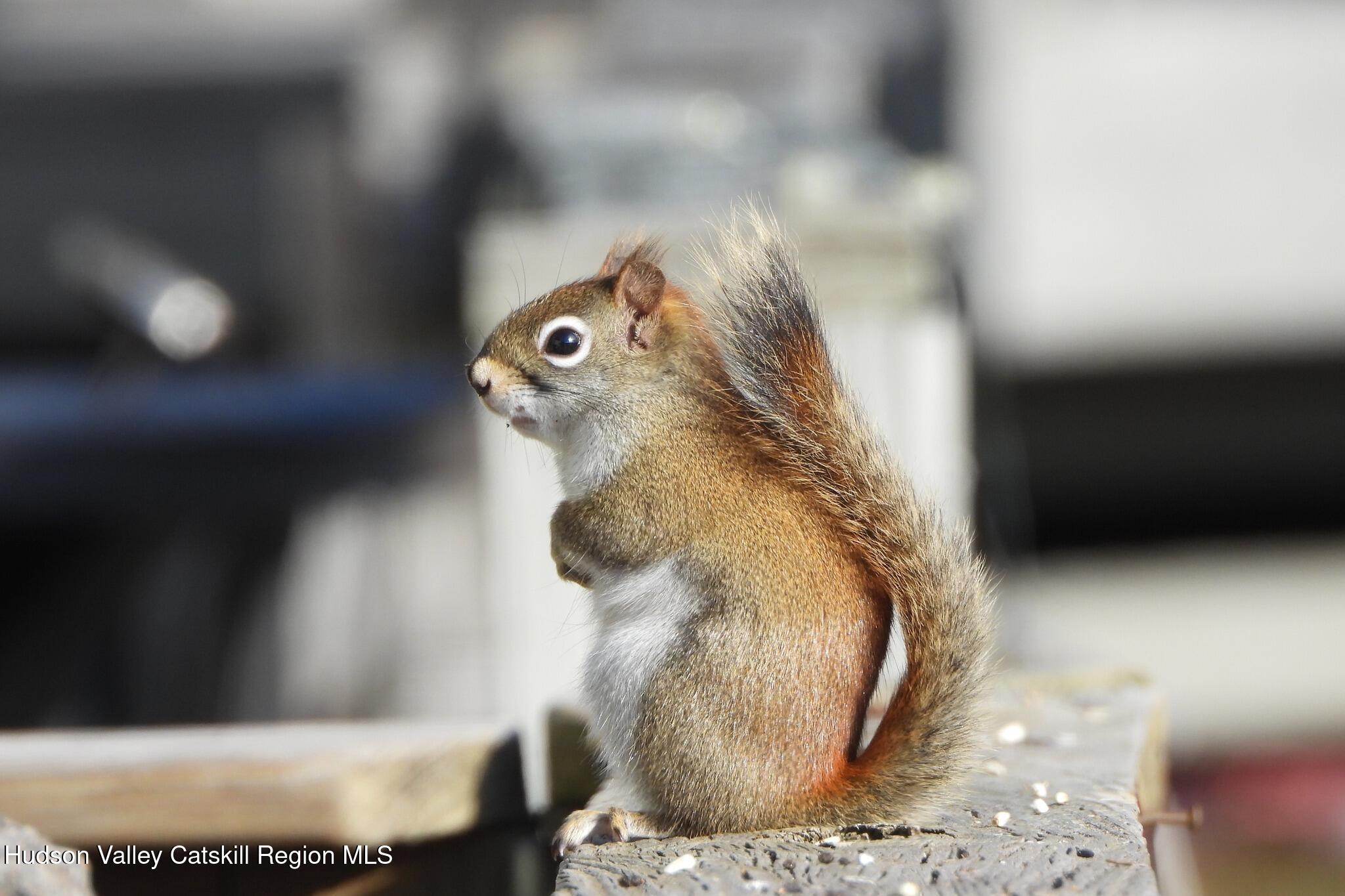 113 Windham Ridge Road Windham, NY 12496 - Photo 40 of 52 a vase of flowers sitting on a table