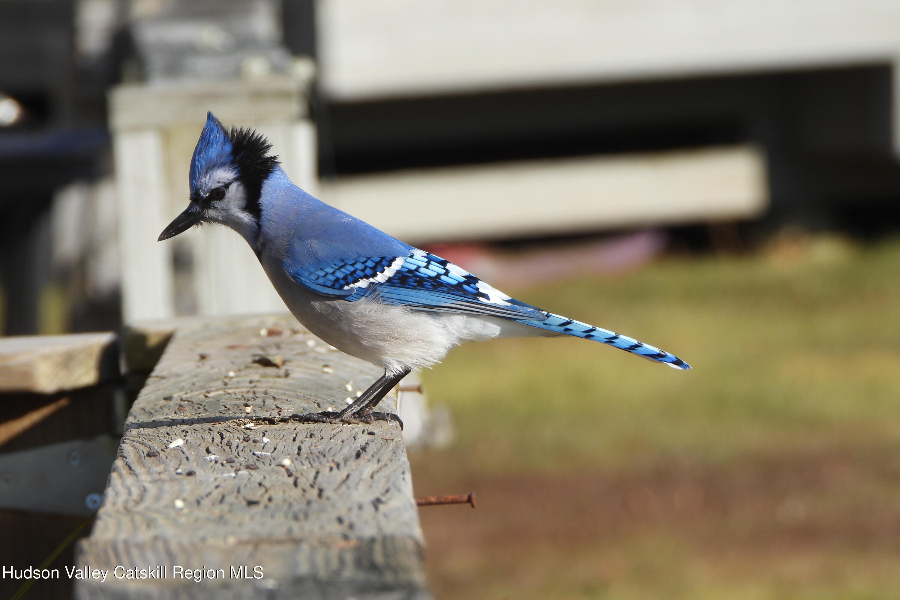 113 Windham Ridge Road Windham, NY 12496 - Photo 5 of 52 blue bird