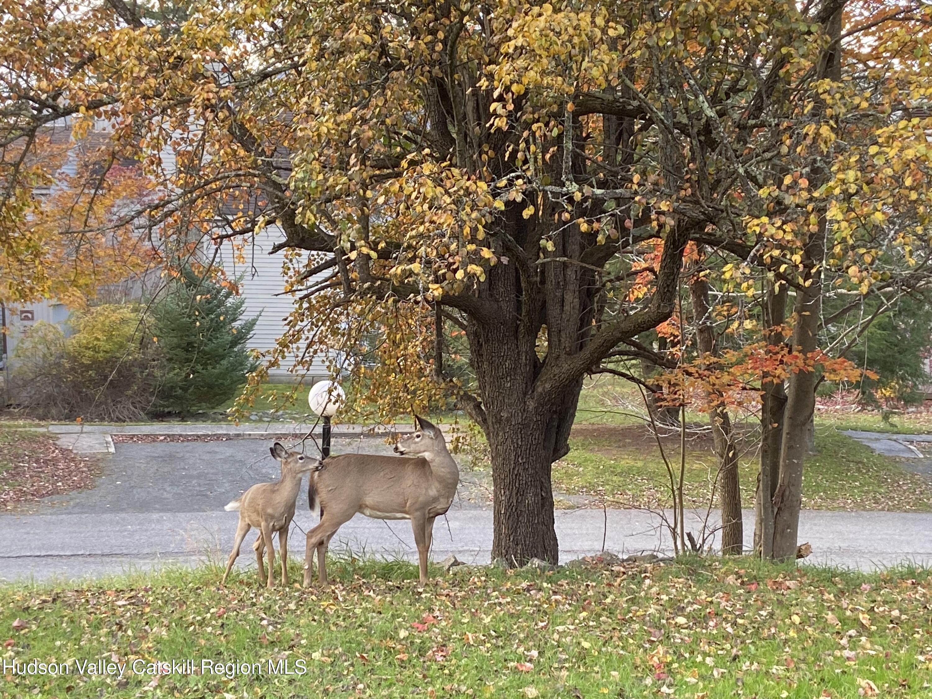 113 Windham Ridge Road Windham, NY 12496 - Photo 10 of 52 a backyard of a house with table and chairs