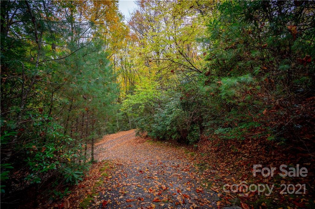 146 Spring Drive Maggie Valley, NC 28751 - Photo 25 of 36 a view of a forest with trees in the background