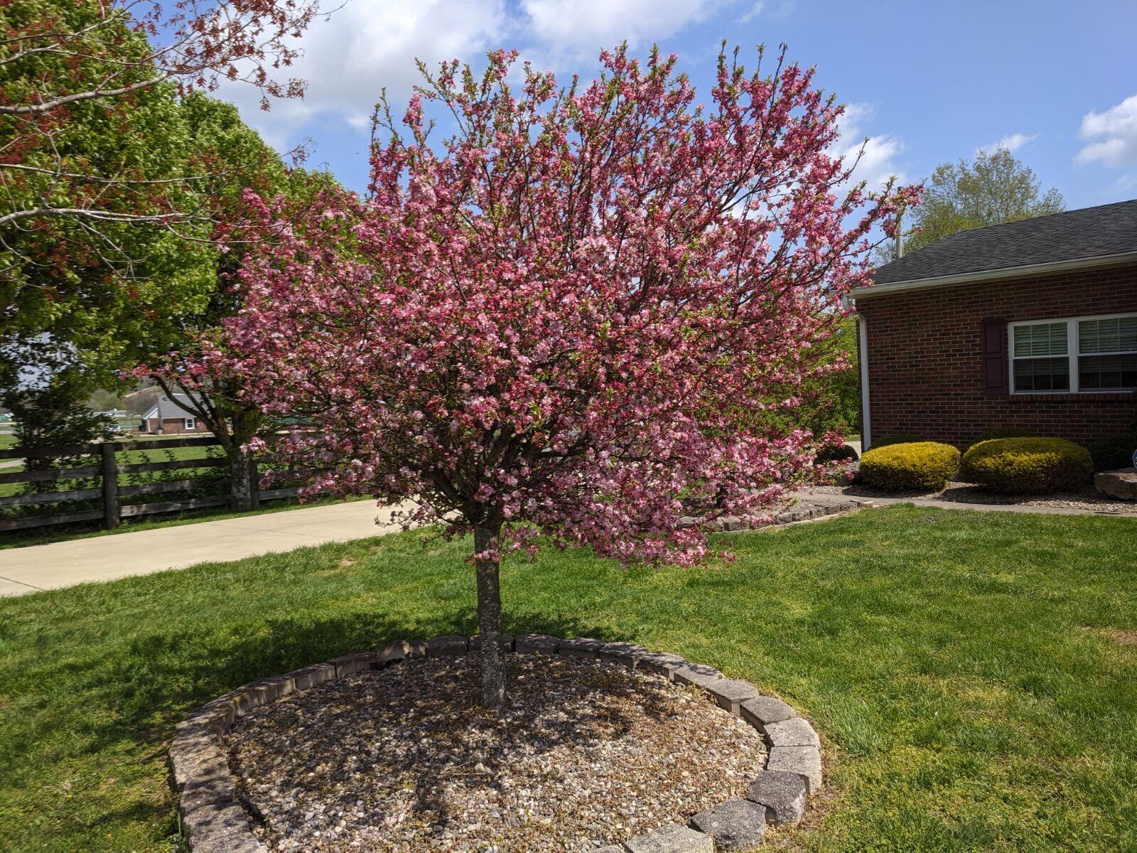 409 Kiddville Road Winchester, KY 40391 - Photo 39 of 40 Front yard-Spring