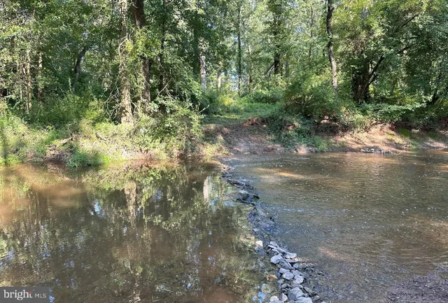 a view of a lush green forest