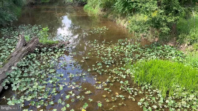 a view of a forest with trees in the background
