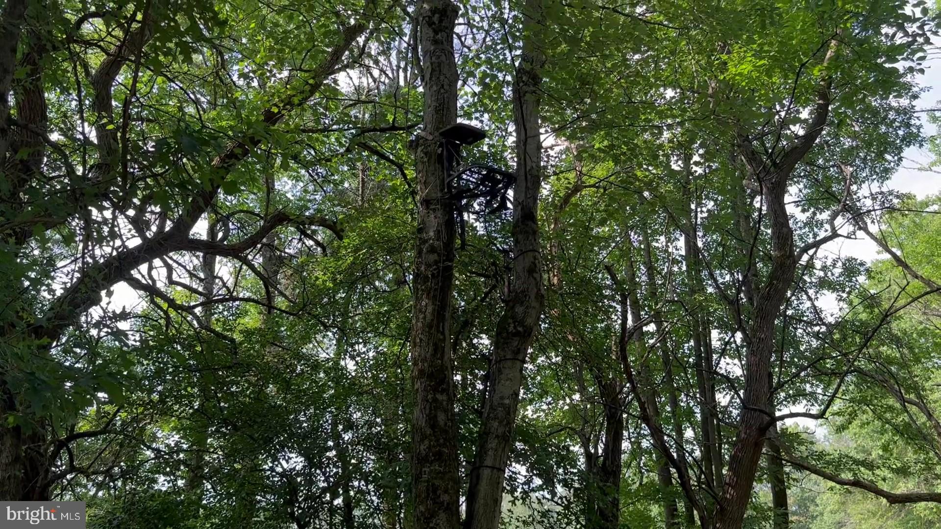 37 Barbertown Point Breeze Road Frenchtown, NJ 08825 - Photo 44 of 56 a view of tree