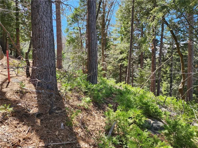 a view of a garden with plants and trees