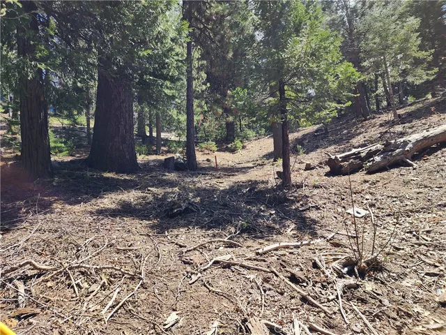 a view of a tree in the middle of a yard