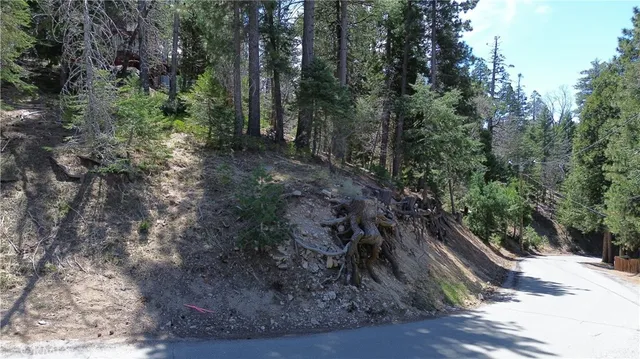 a view of a forest with trees