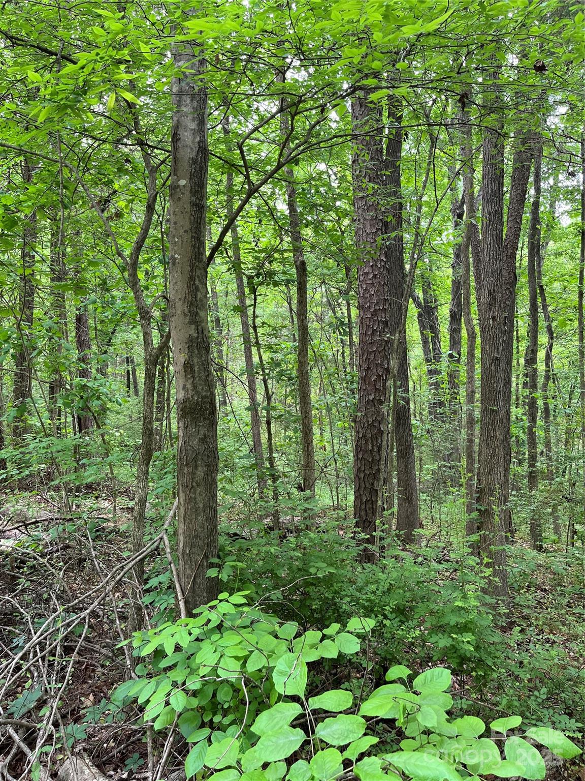 7.52-acres Sides Road Kannapolis, NC 28083 - Photo 3 of 8 Gallery Image 3