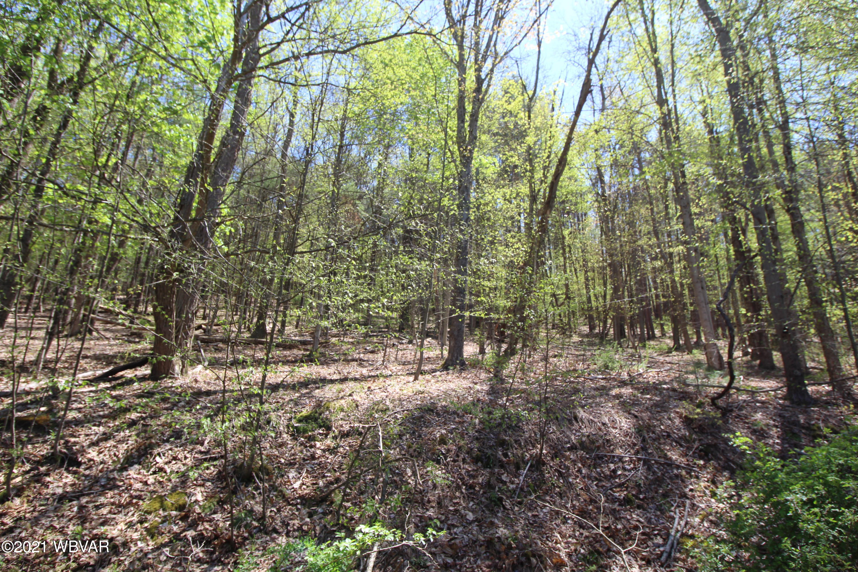 0 Lusk Run Road Mill Hall, PA 17751 - Photo 14 of 19 Gallery Image 14