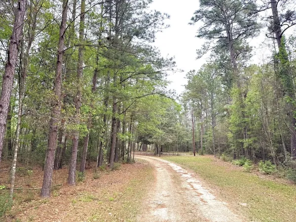 a view of a yard with trees