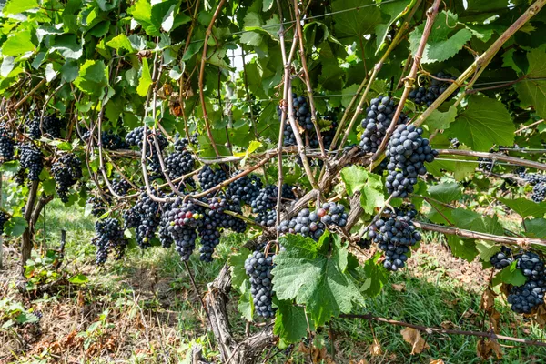 $810,000 | 1980 Angling Road, Coloma, MI 49038