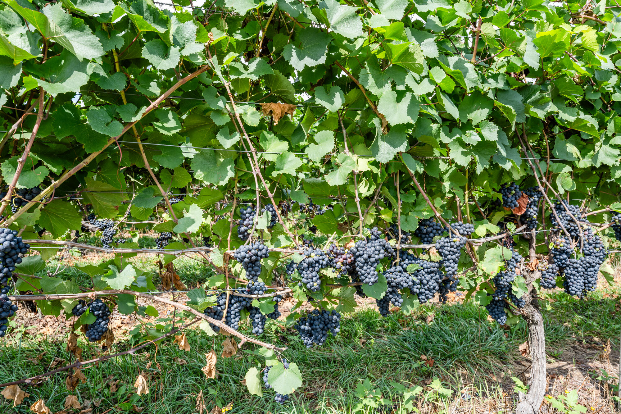 1980 Angling Road Coloma, MI 49038 - Photo 46 of 49 Angling-157