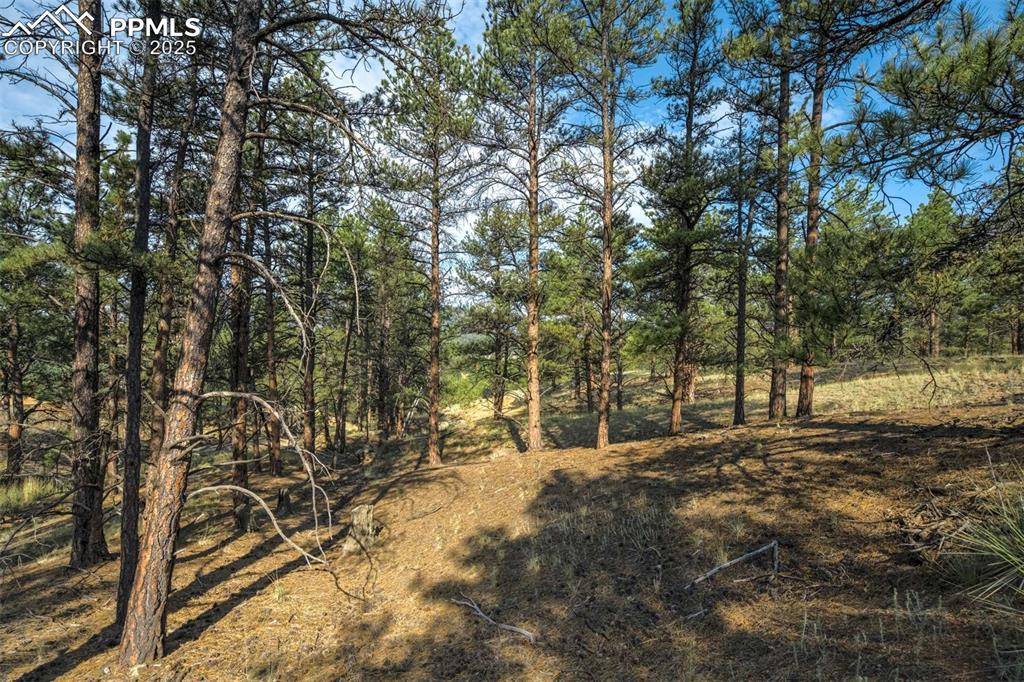 39 Reed Drive Florissant, CO 80816 - Photo 13 of 25 View of tree filled area
