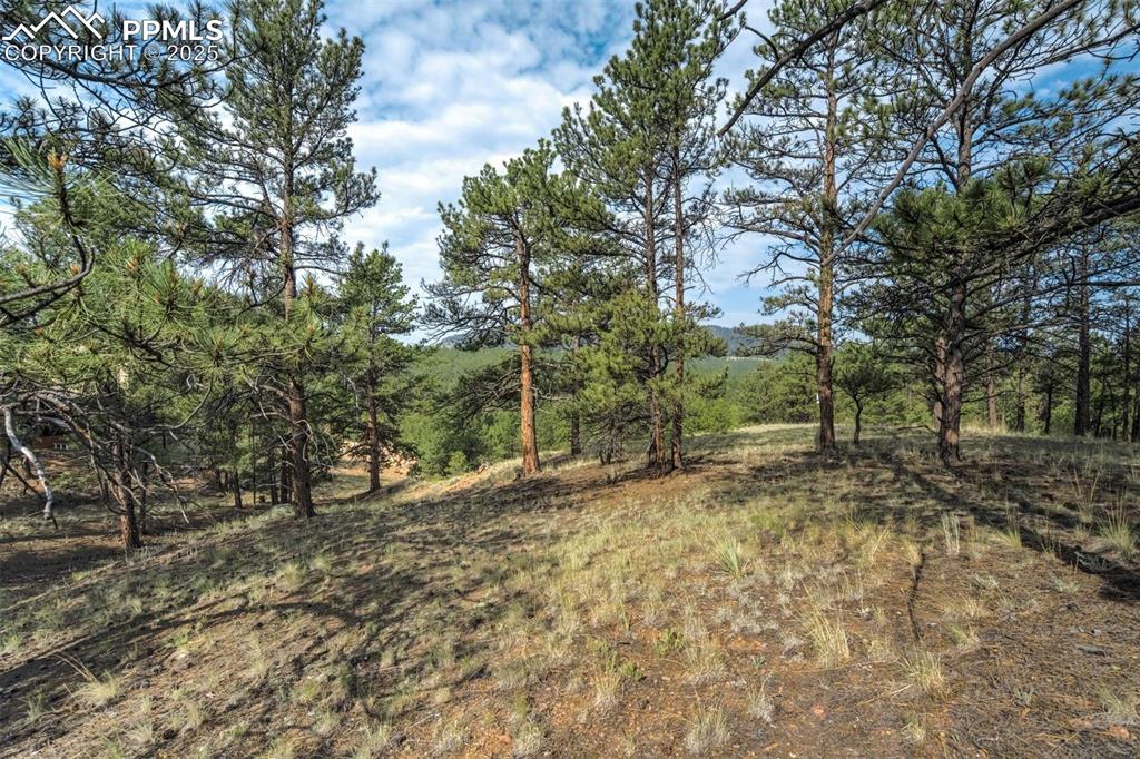 39 Reed Drive Florissant, CO 80816 - Photo 18 of 25 View of nature