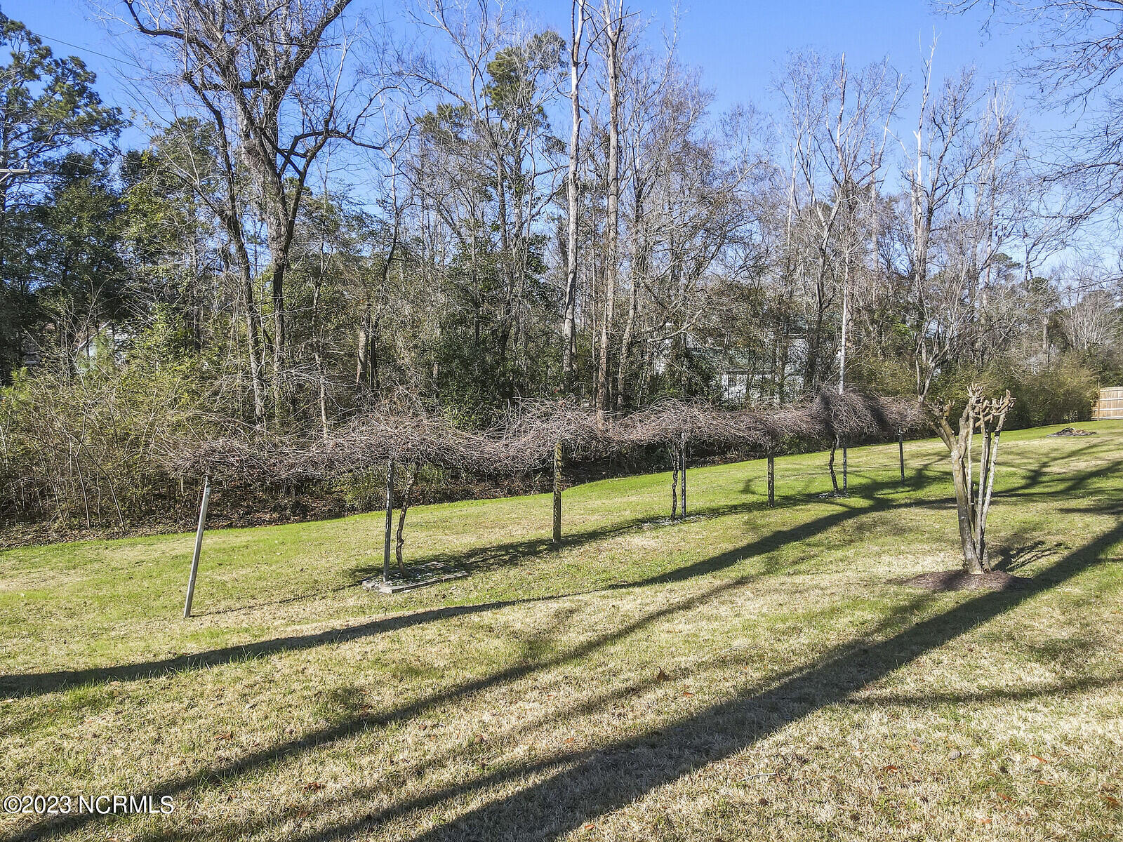 617 Porters Neck Road Wilmington, NC 28411 - Photo 45 of 47 lovely mature muscadine grape vines