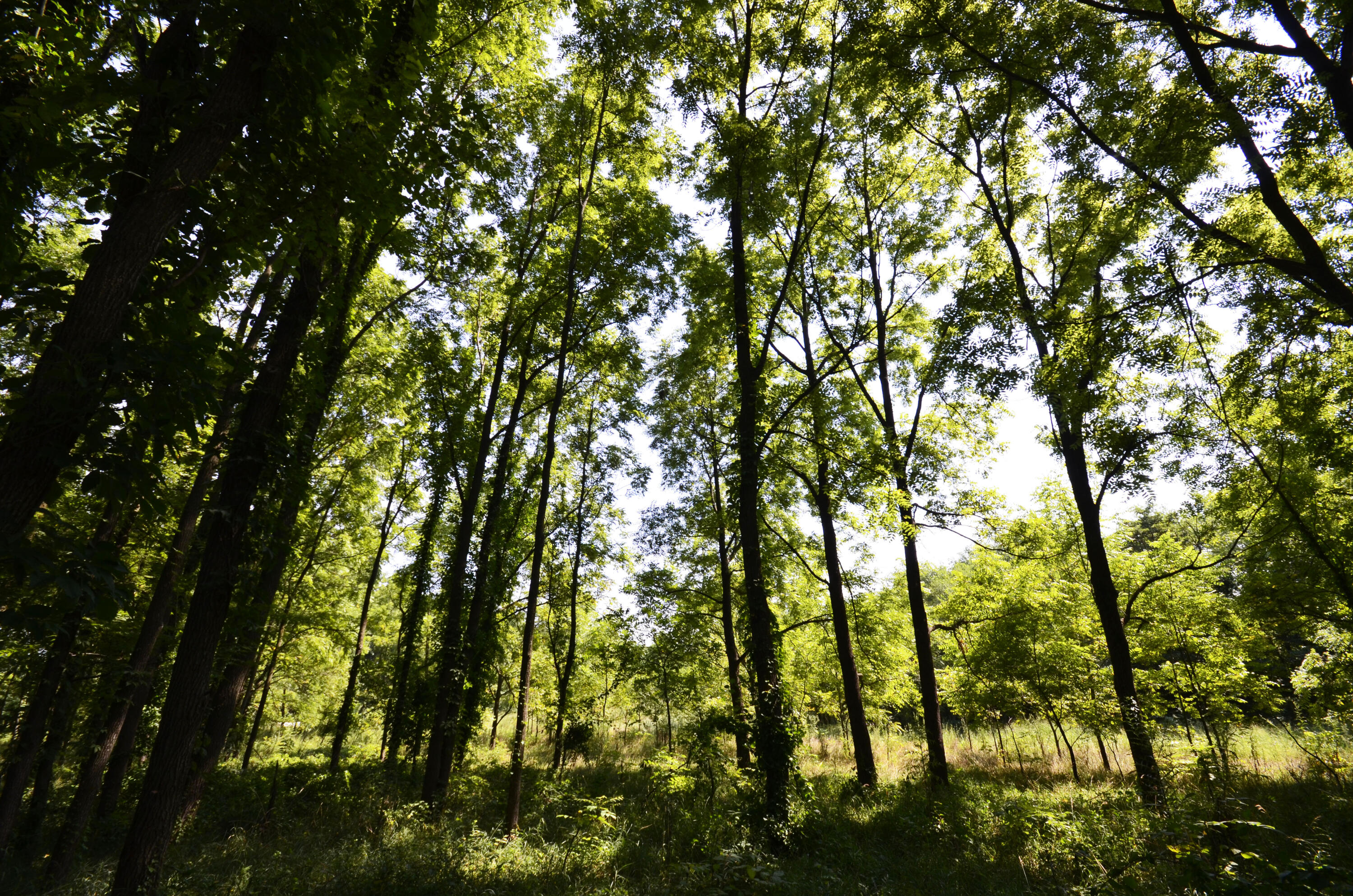 V/l Banker Street Sturgis, MI 49091 - Photo 15 of 46 _DSC0029