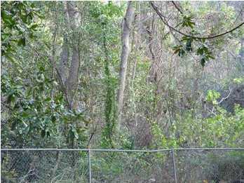 48 Carol Place Freeport, FL 32439 - Photo 9 of 17 a view of a dry yard from a window