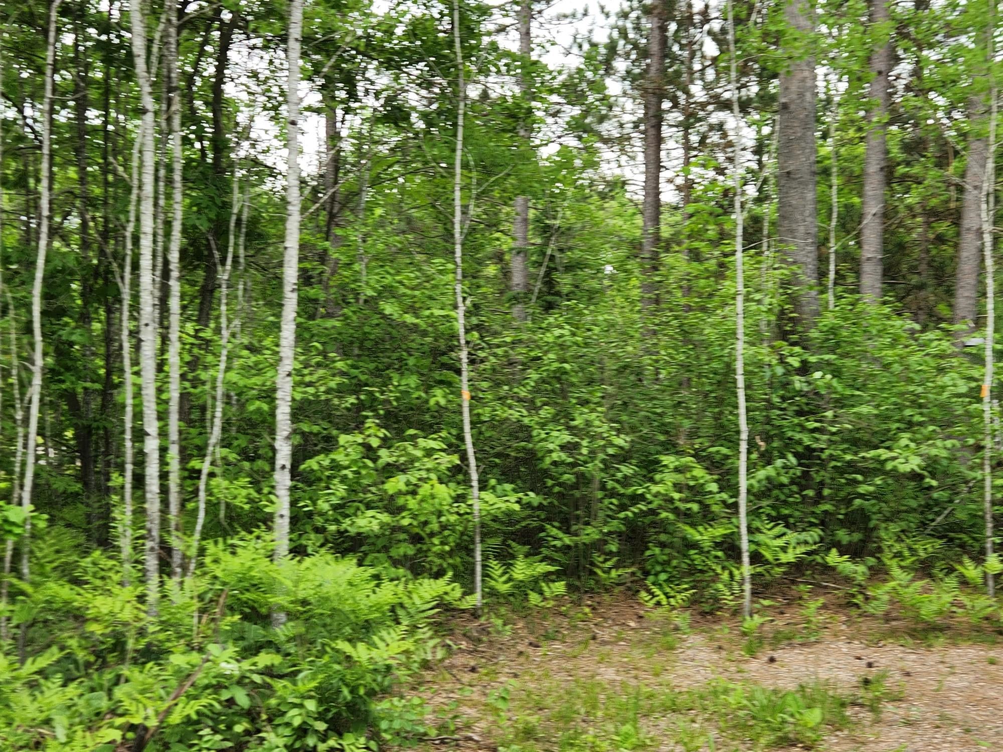 11339 Burrows Lake Road Tomahawk, WI 54487 - Photo 3 of 5