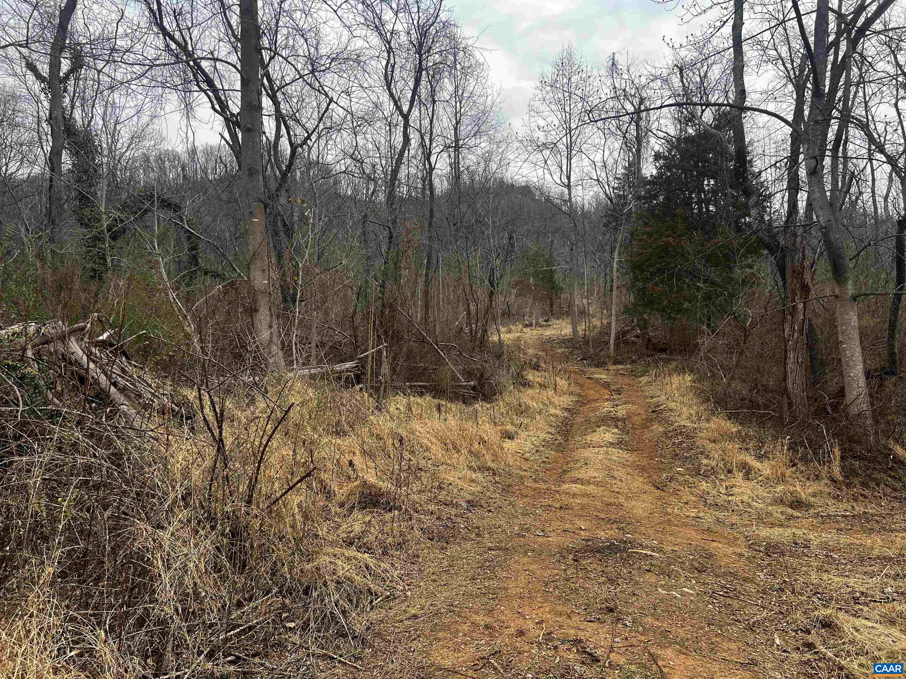 31 Orchard Road Lovingston, VA 22949 - Photo 5 of 17 a view of backyard with tree