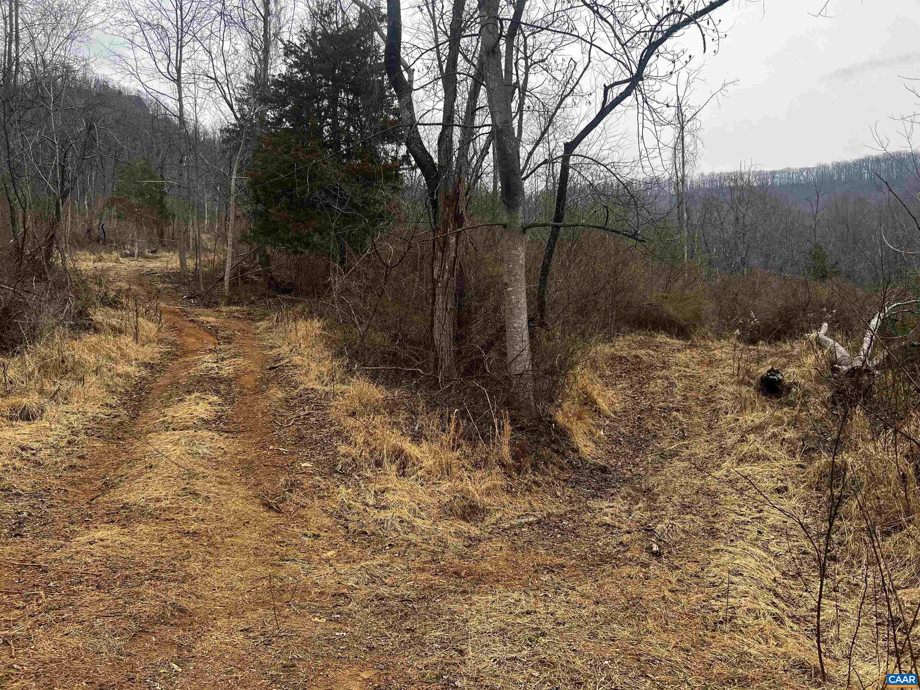 31 Orchard Road Lovingston, VA 22949 - Photo 6 of 17 a view of a yard with trees